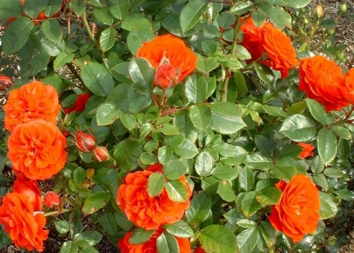 Large 5-7ft Climbing Rose Meillandina - Image 2