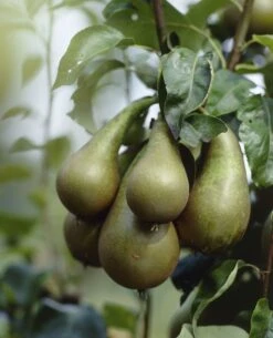 Pear - Pyrus Communis Conference - Patio Pillar Fruit Tree