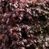 Fagus Sylvatica Atropurpurea - Purple Copper Beech - Circa 150-200cms