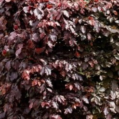 Fagus Sylvatica Atropurpurea - Purple Copper Beech - Circa 150-200cms
