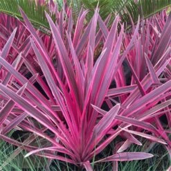 Pair Of Cordyline Pink Passion - Stunning Hardy Torbay Palms