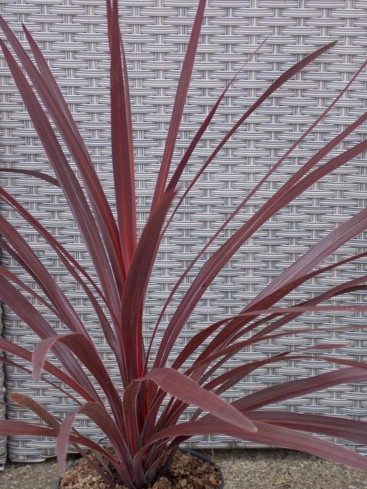 Patio Palm - Purple-Red Star Class Tower Cordylines - Ideal Centre Piece For Patio Planters - Image 2