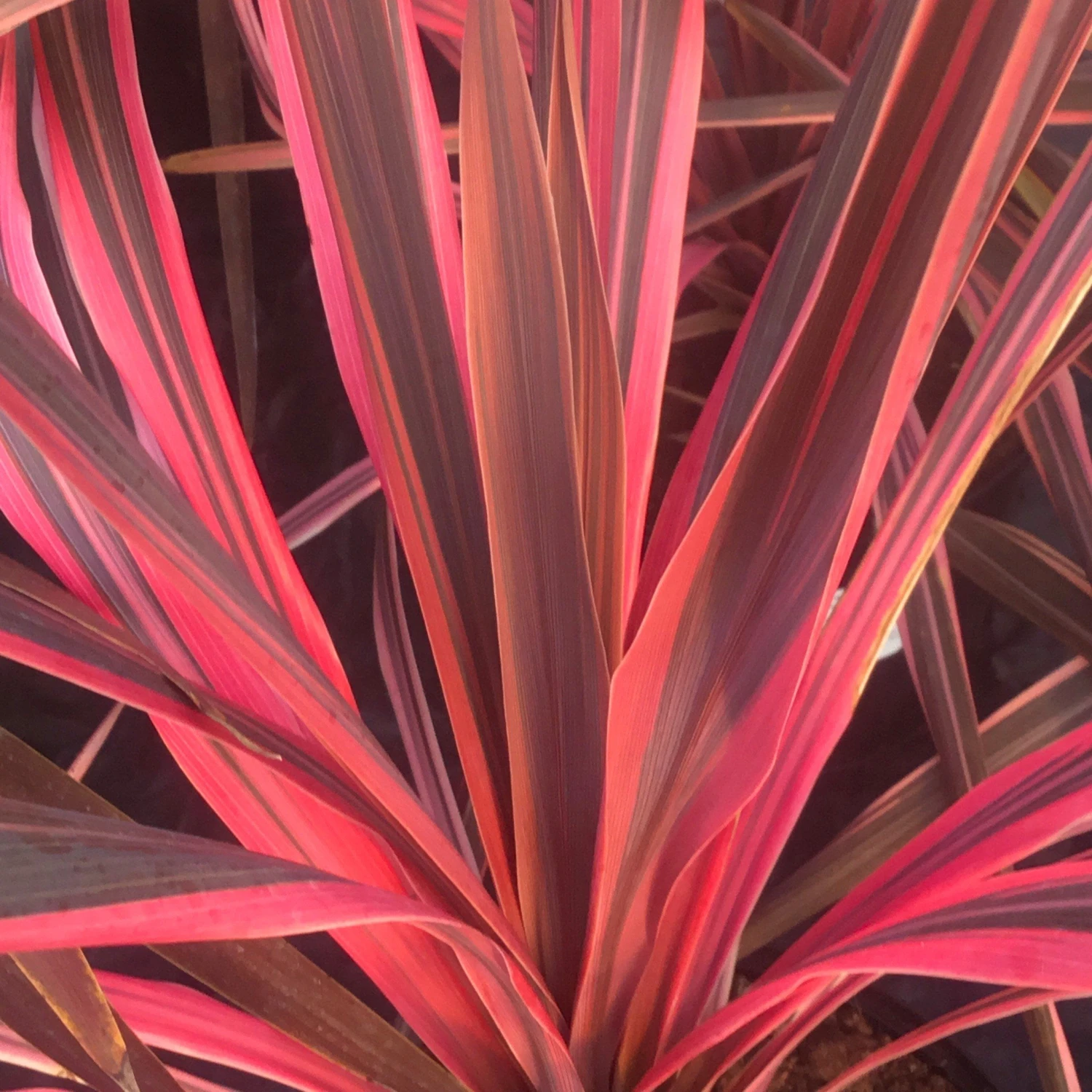 Large Pink Cordyline 'Southern Splendour' - Stunning Hardy Torbay Palm Specimen - Image 2