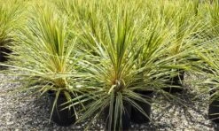 Cordyline Australis Torbay Sparkler Dazzler - LARGE