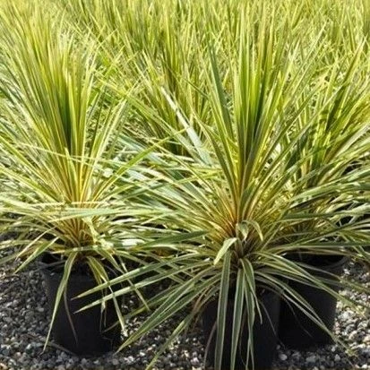 Cordyline Australis Torbay Sparkler Dazzler - Image 4