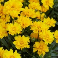Coreopsis Fields Of Gold - Pack Of THREE Plants
