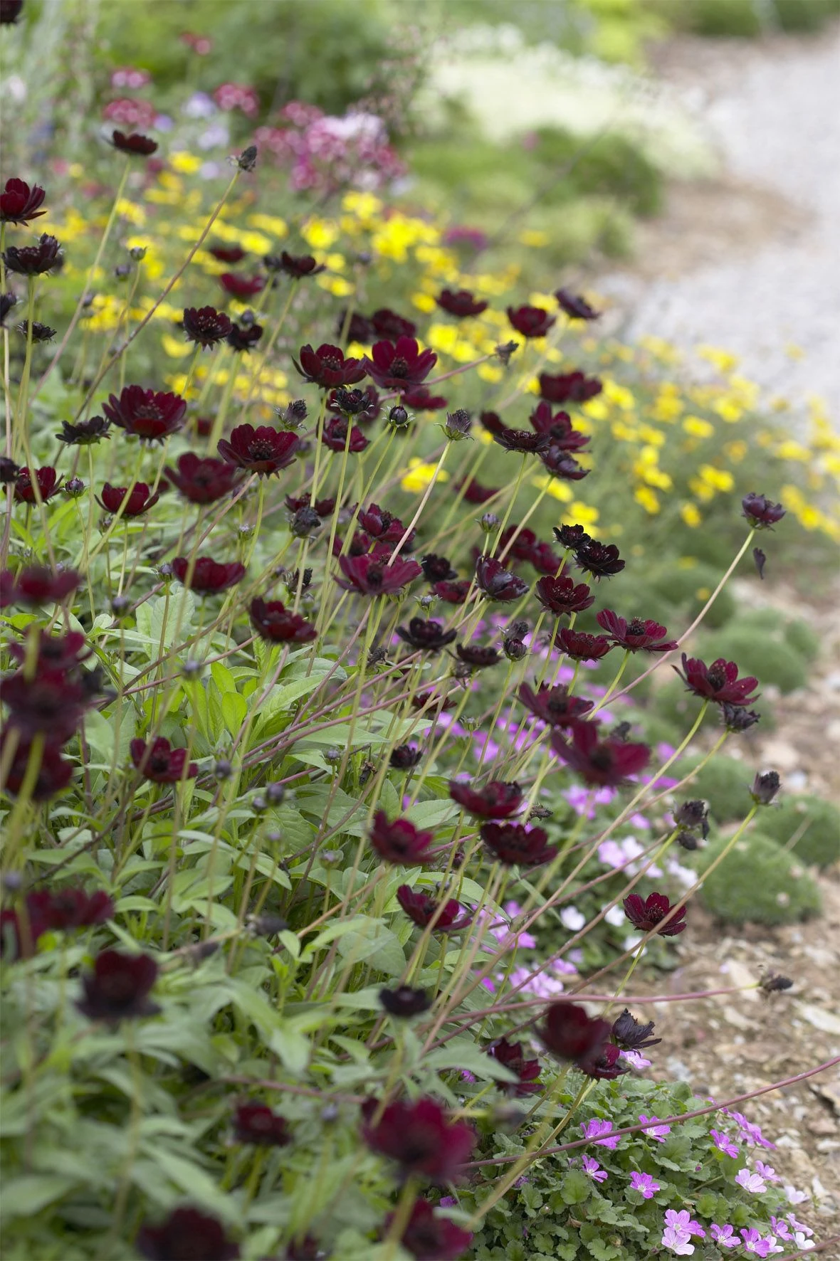 Cosmos Atrosanguineous Chocamocha - Pack Of THREE Hot Chocolate Plants In Bud And Flower - Image 4
