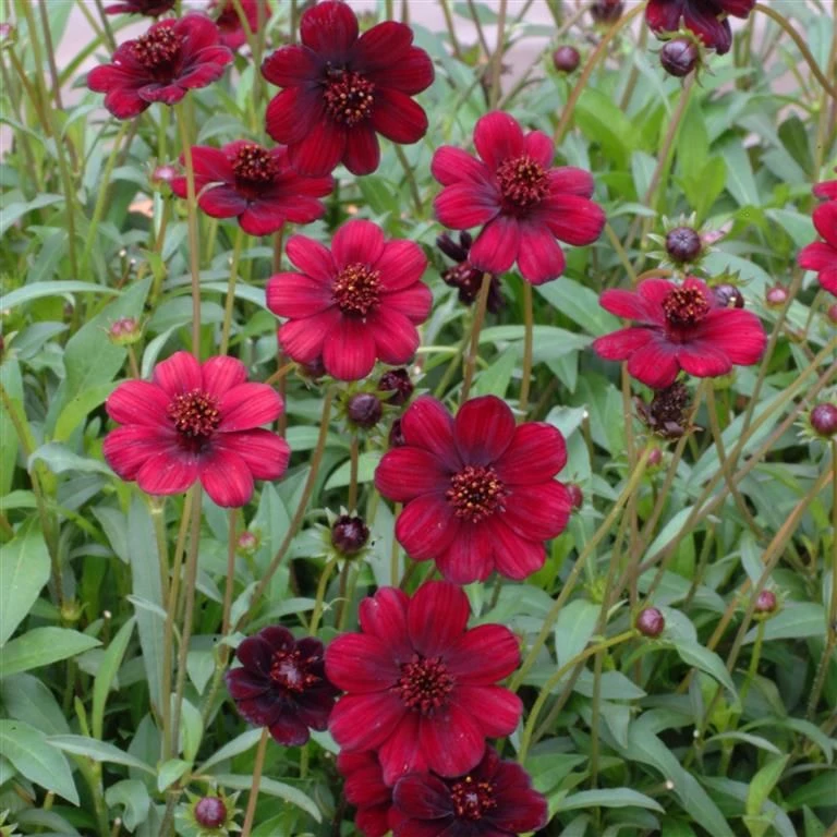 Cosmos Atrosanguineous Chocamocha - Pack Of THREE Hot Chocolate Plants In Bud And Flower - Image 3