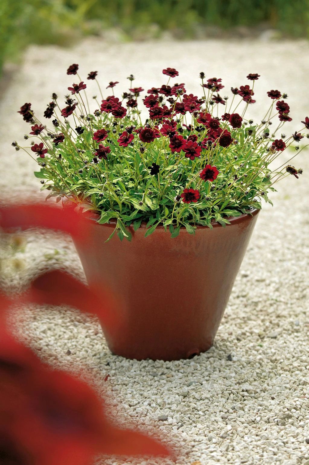 Cosmos Atrosanguineous Chocamocha - Pack Of THREE Hot Chocolate Plants In Bud And Flower - Image 2
