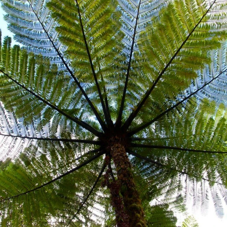 Large Cyathea Cooperi Var Dealbata - Silver Tree Fern - Image 5