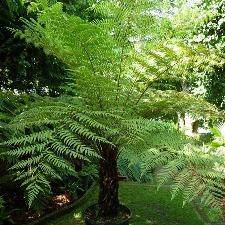 Large Cyathea Cooperi Var Dealbata - Silver Tree Fern - Image 2
