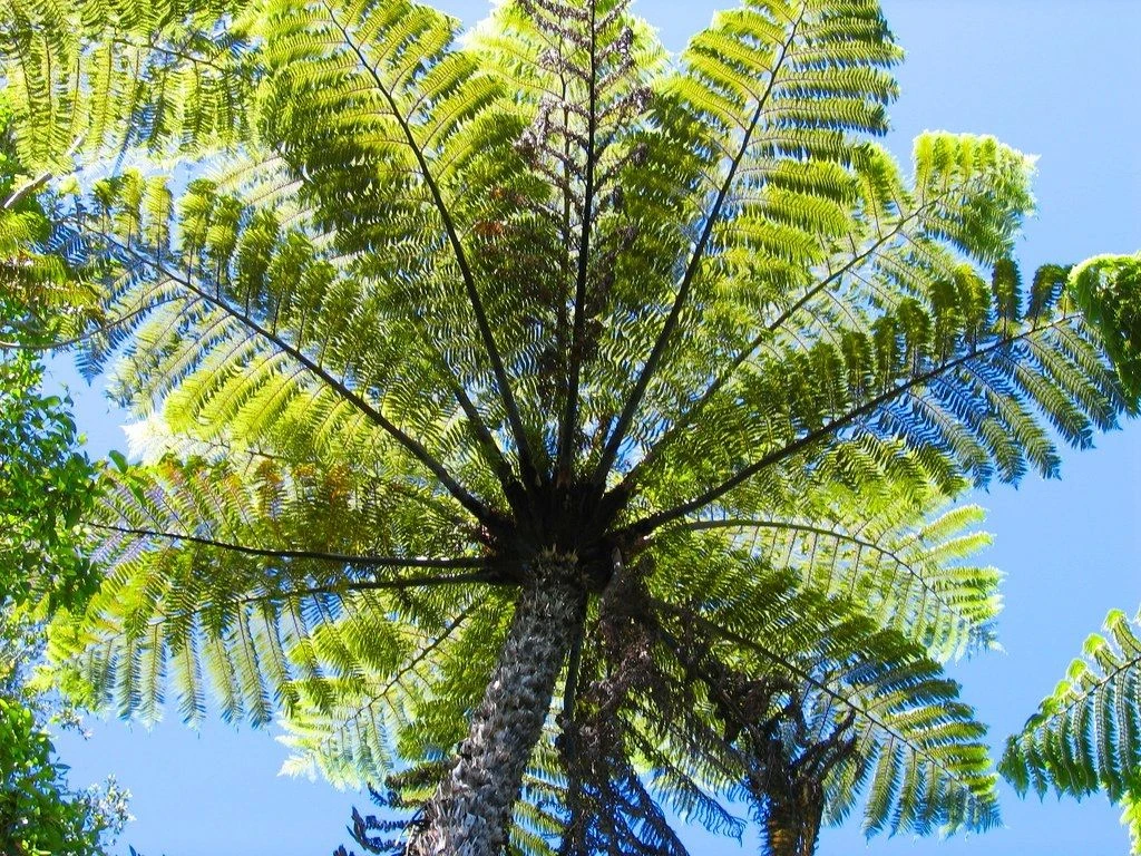 Large Cyathea Cooperi Var Dealbata - Silver Tree Fern - Image 3