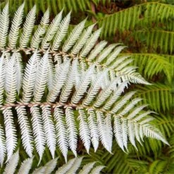 Large Cyathea Cooperi Var Dealbata - Silver Tree Fern