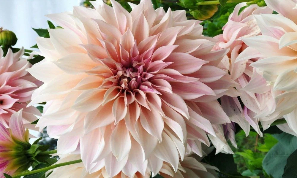Dahlia Cafe Au Lait - Pack Of THREE - Image 3
