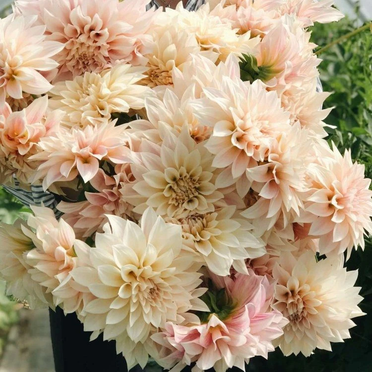 Dahlia Cafe Au Lait - Pack Of THREE - Image 2