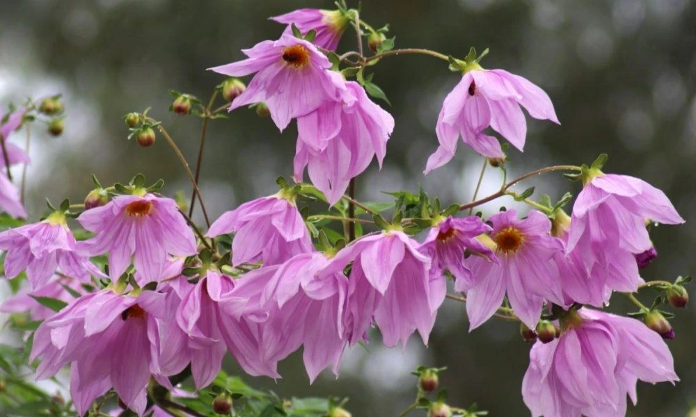 Imperial Tree Dahlia - Dahlia Imperialis Pink Flash - Majestic 2m Skyscraper Dahlias! - Image 4
