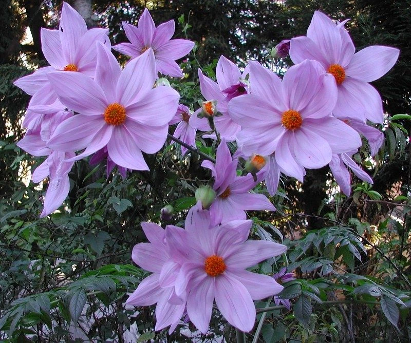 Imperial Tree Dahlia - Dahlia Imperialis Pink Flash - Majestic 2m Skyscraper Dahlias! - Image 5