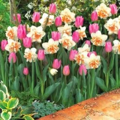 Designer Pink Tulip & Double Daffodil Blend - Pack Of 20 'Pink Breeze' Bulbs