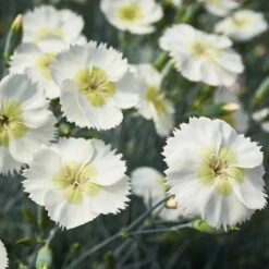 Dianthus Mojito - Large Plant