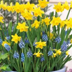 Dipped In Gold Designer Blend - Naricissi & Muscari - Pack Of 40 Bulbs