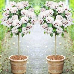 Pair Of Patio Standard Hibiscus Trees - Double Ice Cream