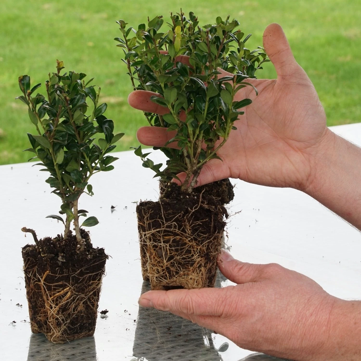 Hardy Box-leaved Hedging - Ilex Crenata Green Hedge Plants - Pack Of EIGHT - Image 6