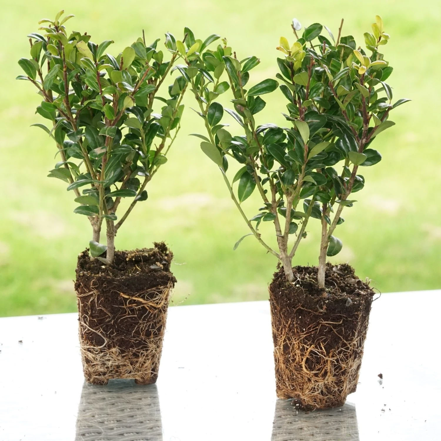 Hardy Box-leaved Hedging - Ilex Crenata Green Hedge Plants - Pack Of EIGHT - Image 5