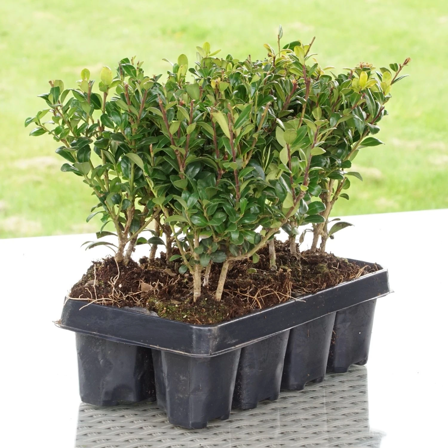 Hardy Box-leaved Hedging - Ilex Crenata Green Hedge Plants - Pack Of EIGHT - Image 7