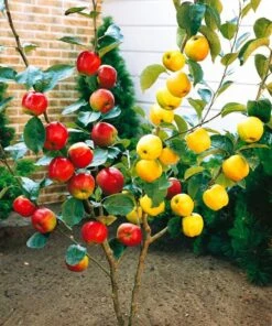 Apple Tree - Duo Tree - Golden Delicious And Gala Apple - Large Established Fruit Tree