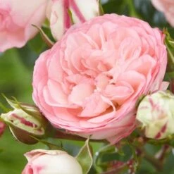 Large 5-6ft Specimen Climbing Rose - Eden Rose