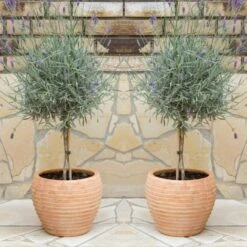 Pair Of Beautiful English Lavender Trees - Lavandula Angustifolia
