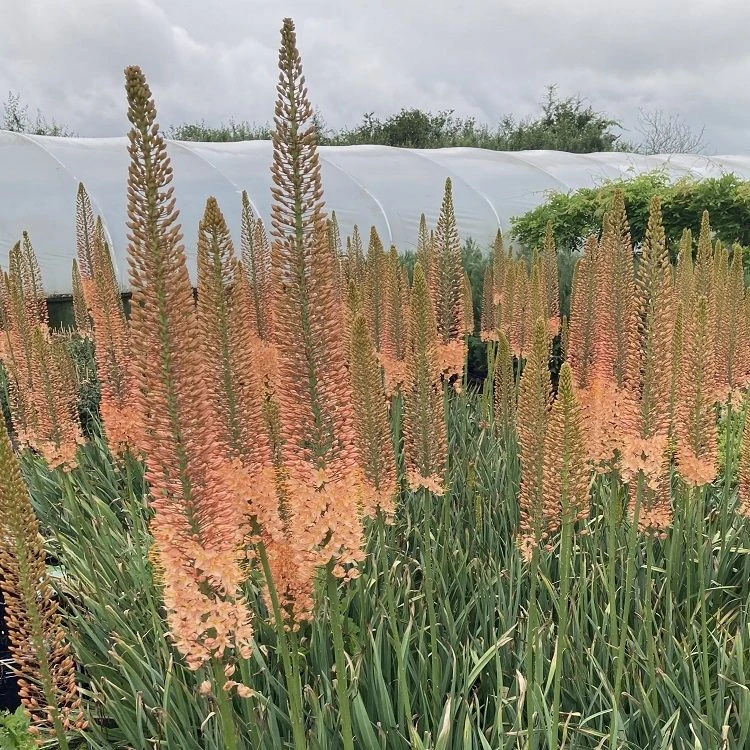 Eremurus X Isabellinus Romance - Foxtail Lily - Image 2