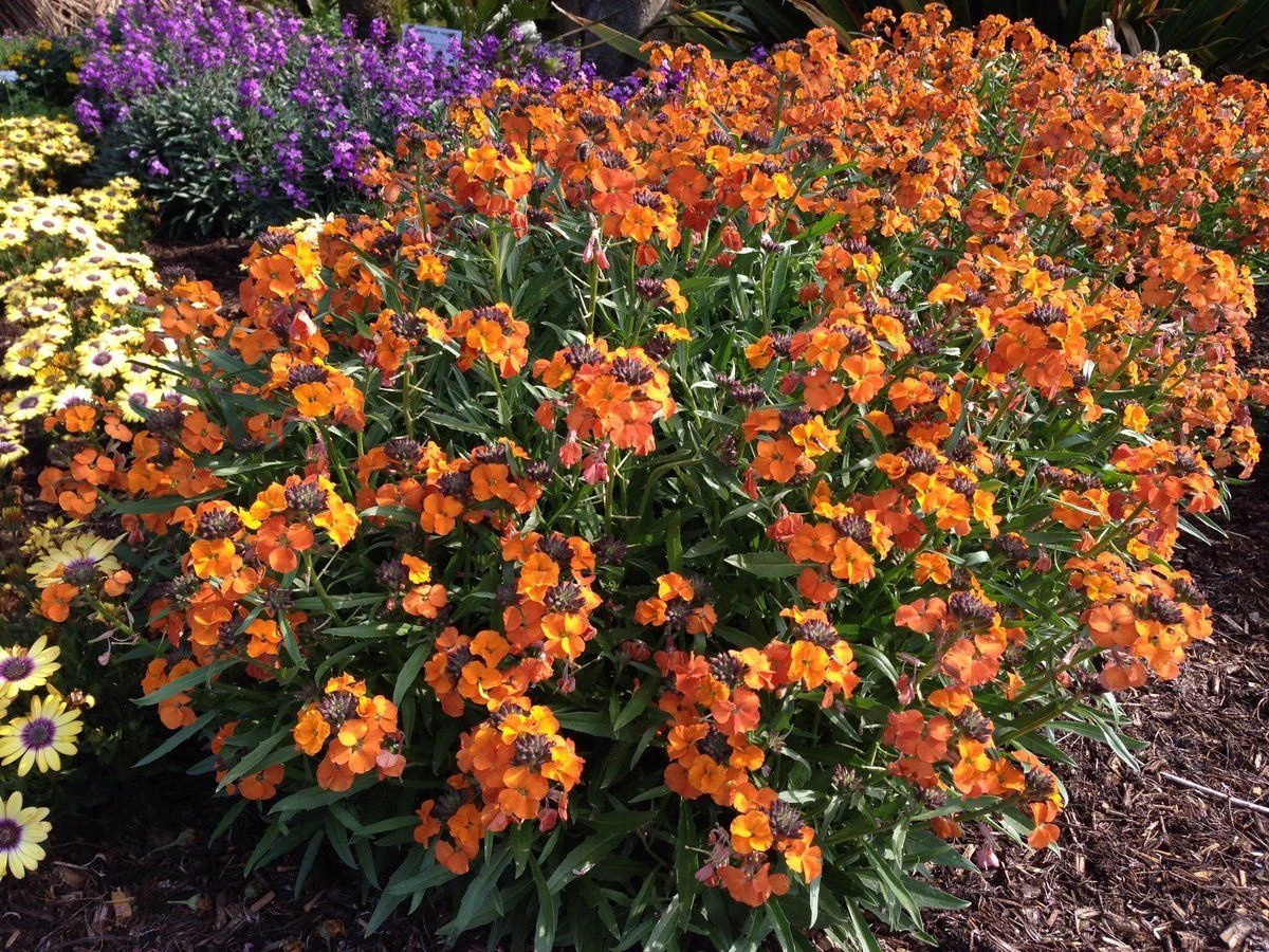 Erysimum Apricot Twist - In Bud And Bloom - Image 4