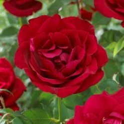 Large 6-7ft Specimen Climbing Rose - Etoile De Hollande - Courtyard Climber