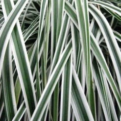 Carex ‘Everest’ - Evergreen Japanese Sedge - Pack Of THREE