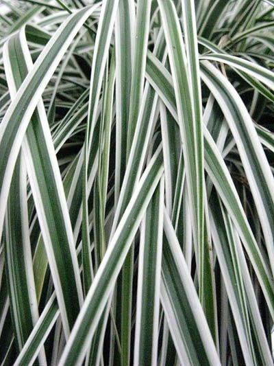 Carex ‘Everest’ - Evergreen Japanese Sedge - Pack Of THREE - Image 3