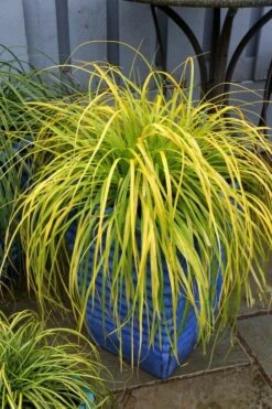 Carex ‘Everillo’ - Evergreen Japanese Sedge - Pack Of THREE Plants