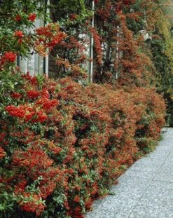 Pyracantha Red Column - Firethorn - LARGE Approx 6ft Hedging Pyracantha
