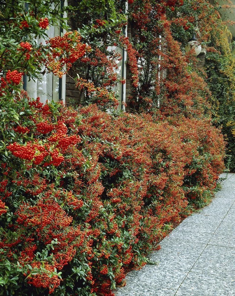 Pyracantha Coccinea 'Red Column'' - LARGE Approx 6ft Hedging Pyracantha - Image 2
