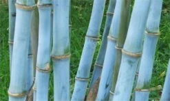 Fargesia Papyrifera BLUE DRAGON - Blue Stem Clumping Umbrella Bamboo
