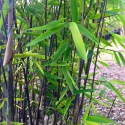 Fargesia Murieliae ‘Winter Black’ - Large Black Stem Umbrella Bamboo Circa 100-120cms Tall