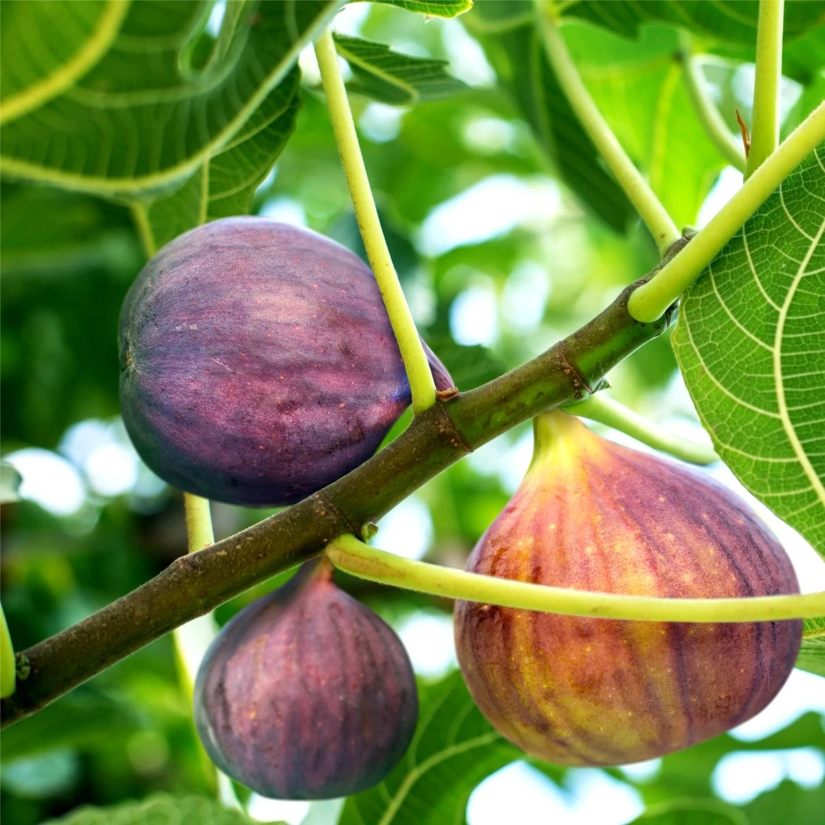 Fig - Ficus Carica Osborn's Prolific