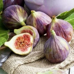 Fig - Ficus Carica Goutte D'Or - Circa 80cm+