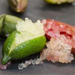 Finger Lime - Citrus Australasica Sanguinea - Caviar Lime Tree
