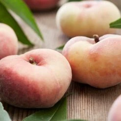 Prunus Persica Saturne - Flat Peach