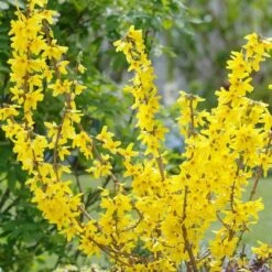 Forsythia Goldrush - Large