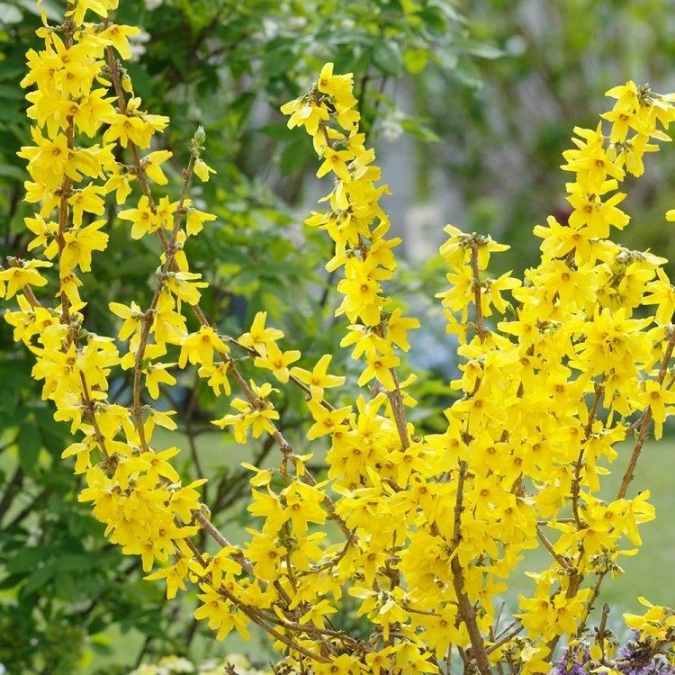 Forsythia Goldrush - Large