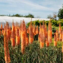 Eremurus X Isabellinus Romance - Foxtail Lily