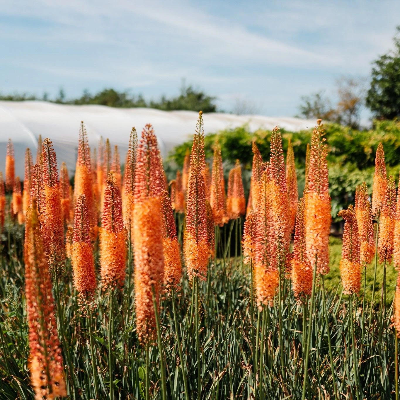 Eremurus X Isabellinus Romance - Foxtail Lily