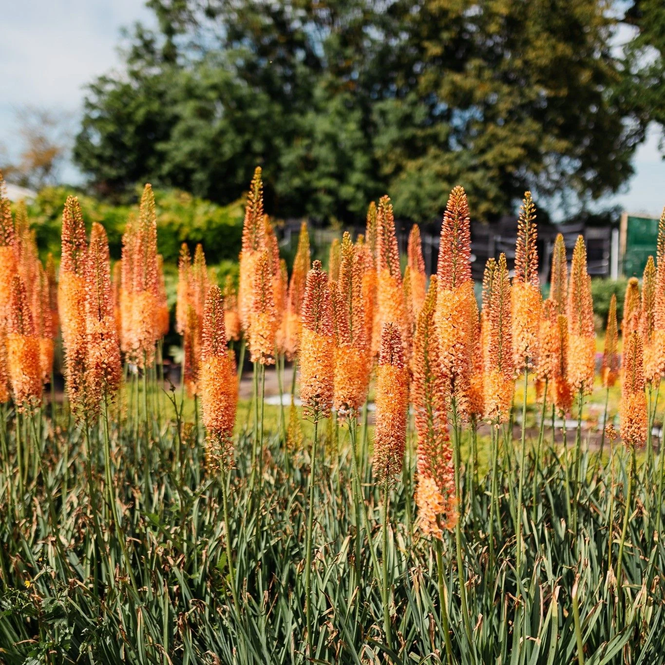 Eremurus X Isabellinus Romance - Foxtail Lily - Image 3